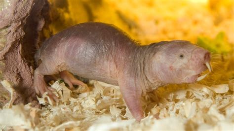 naked mole rat live cam|Webcam USA